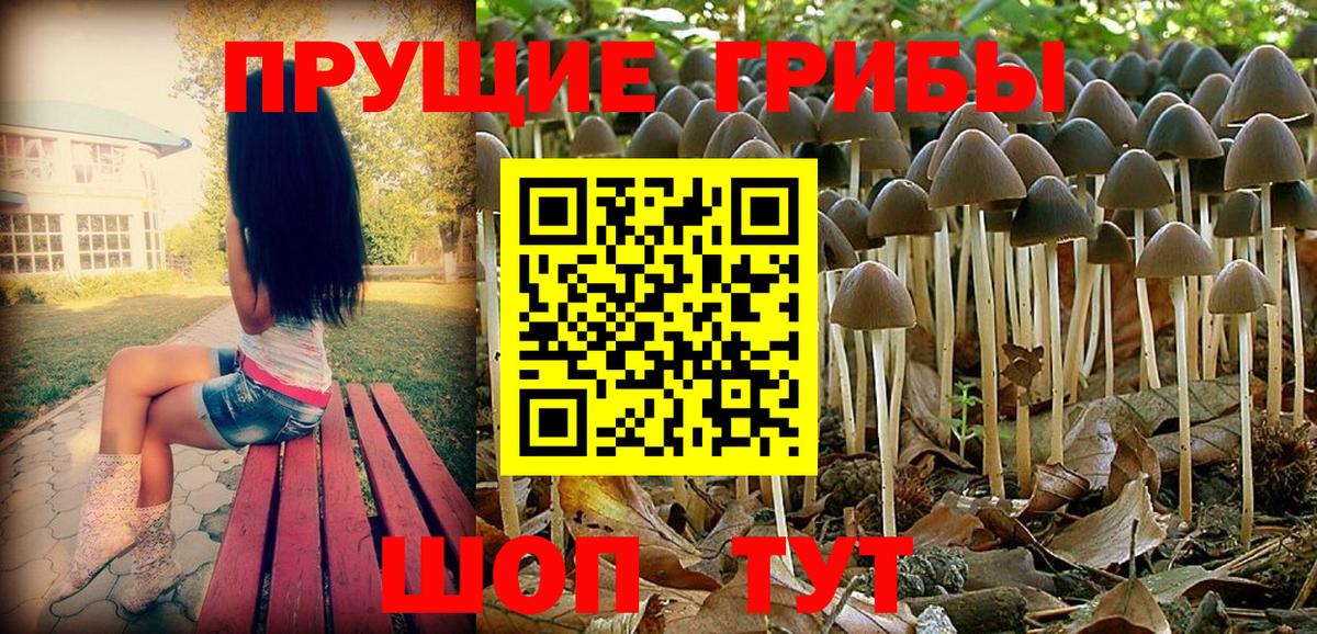 Галлюциногенные грибы Psilocybine cubensis Шахты